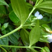 Exacum pallidum (Trimen) Klack.